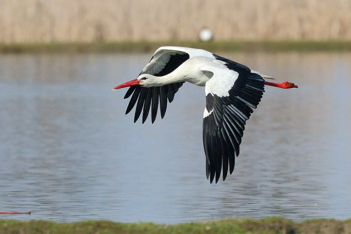 Ad ali spiegate, il sogno di Icaro.